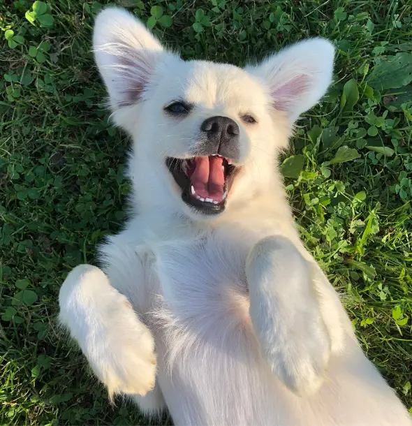 Croquetas para gato en CDMX