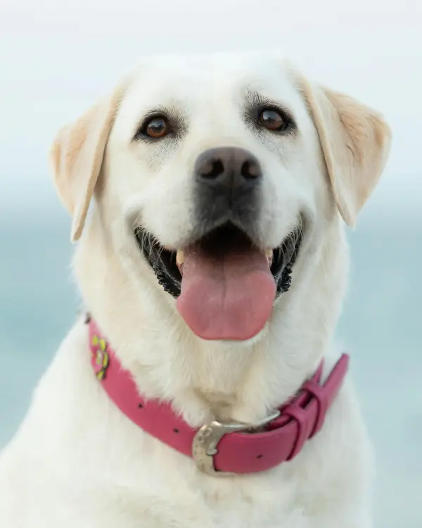 bilo petshop envío a domicilio CDM