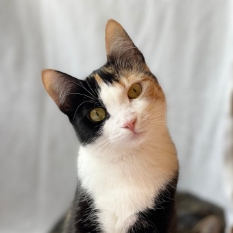 Bilo petshop croquetas, ropa mascotas y accesorios a domicilio CDMX