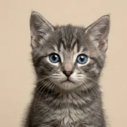 Croqueta gato a domicilio CDMX