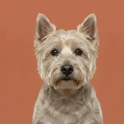 Croqueta perro senior a domicilio CDMX